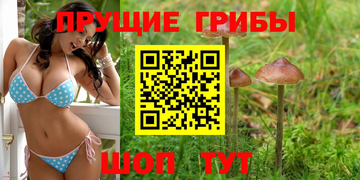 Псилоцибиновые грибы Psilocybe Биробиджан